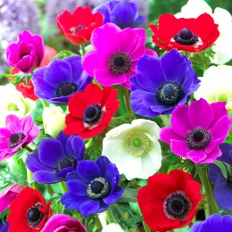 Bulbi de flori Anemone - Cumpara din magazinul online AgroDenmar.ro